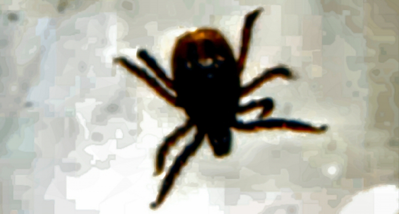 CLA urges greater awareness of ticks