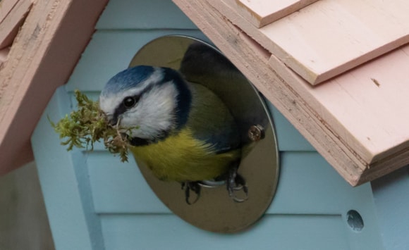 How to help birds thrive for National Nestbox Week