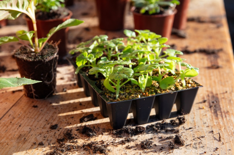 Free gardening workshops at Dobbies’ Southport this March