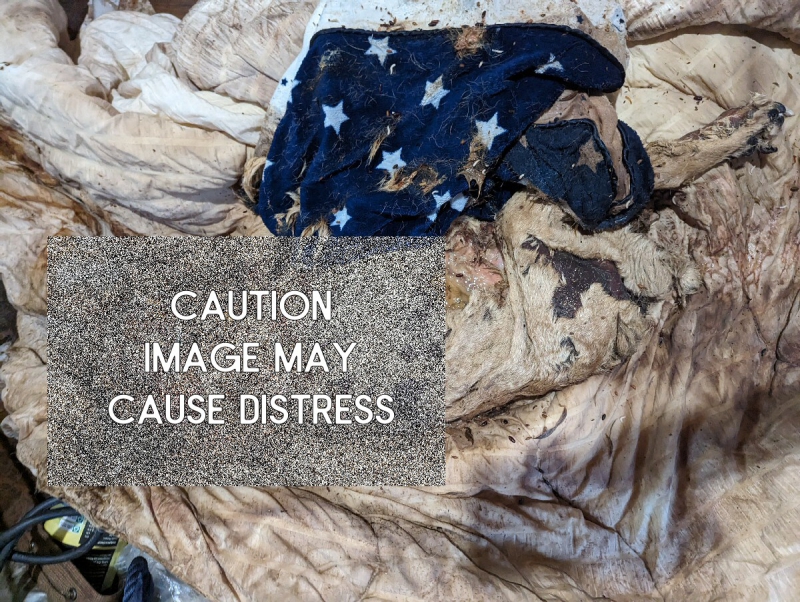 Owner abandoned dog who starved to death in Liverpool property