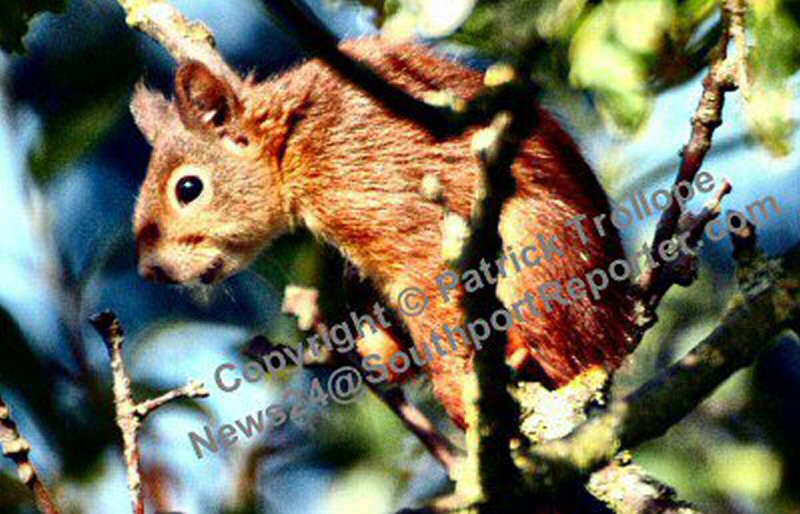 Where are you likely to spot a red squirrel this Easter?