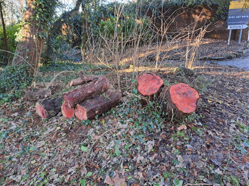 Healthcare company prosecuted for destroying protected trees