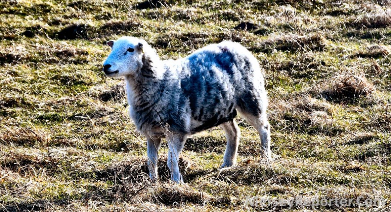 UK temporarily bans EU cheese and meat