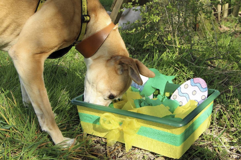 Dogs Trust Merseyside gives cracking advice on how to have a dog friendly Easter 