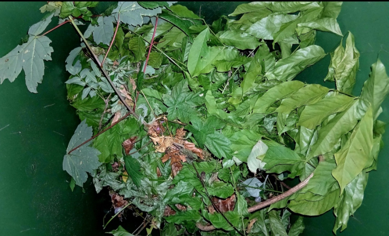 Green Bin Collection Issues in Sefton