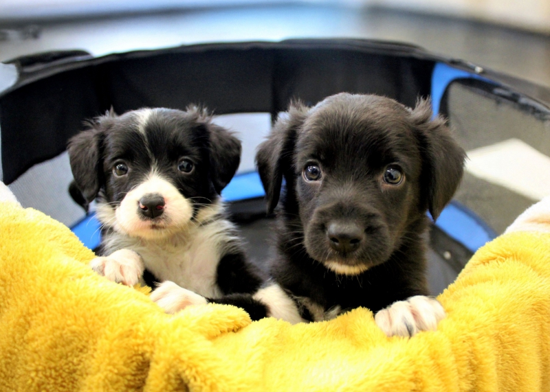 Puppies needed for ground breaking research in the North West