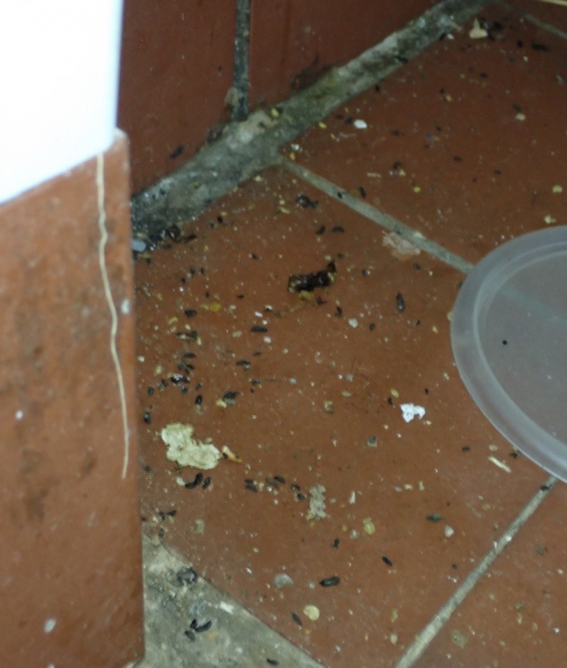  Rodent infested takeaway's owner fined and banned