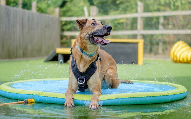 Heatstroke Is No Laughing Matter:- Dogs Trust Merseyside Warns That “Smiling” Dog Could Be in Danger