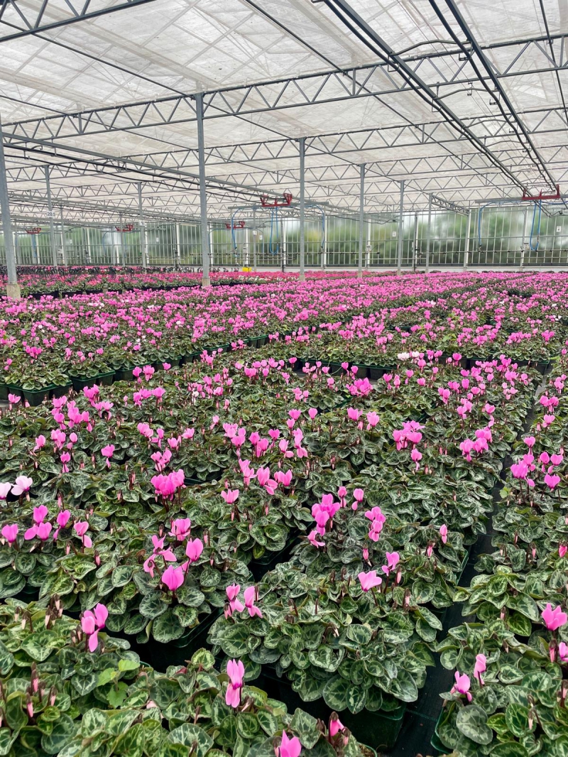 Aldi Launches Search for Merseyside´s Best Community Allotment 