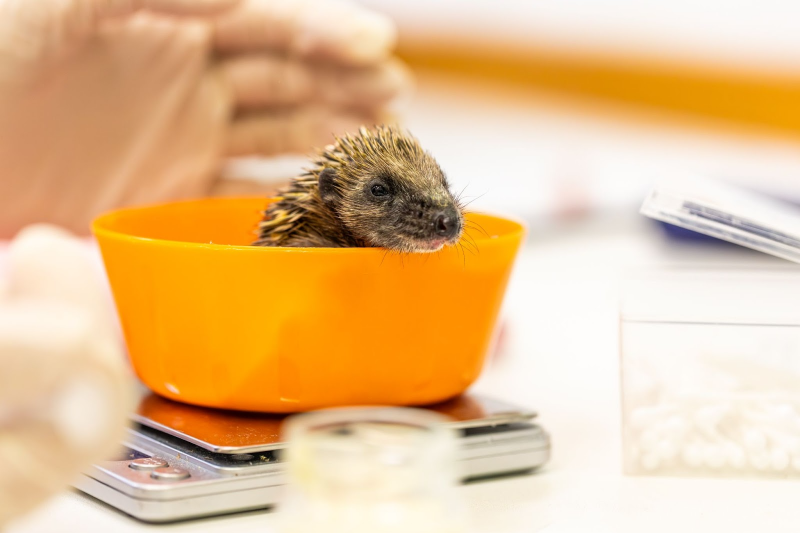 Entries now open for the RSPCA’s Walk on the Wild Side challenge