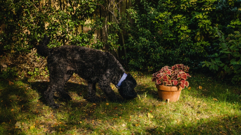 Conker Caution! Dogs Trust warns of harmful conkers this autumn