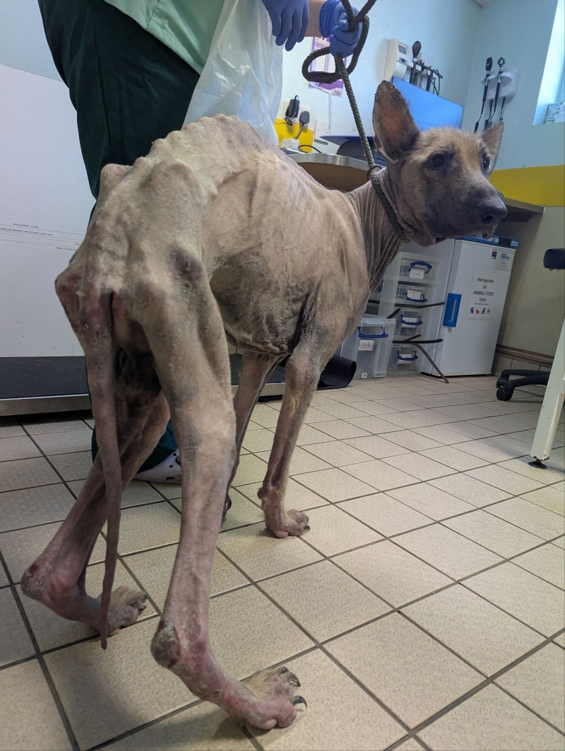 Man sentenced after emaciated dog with severe skin disease rescued
