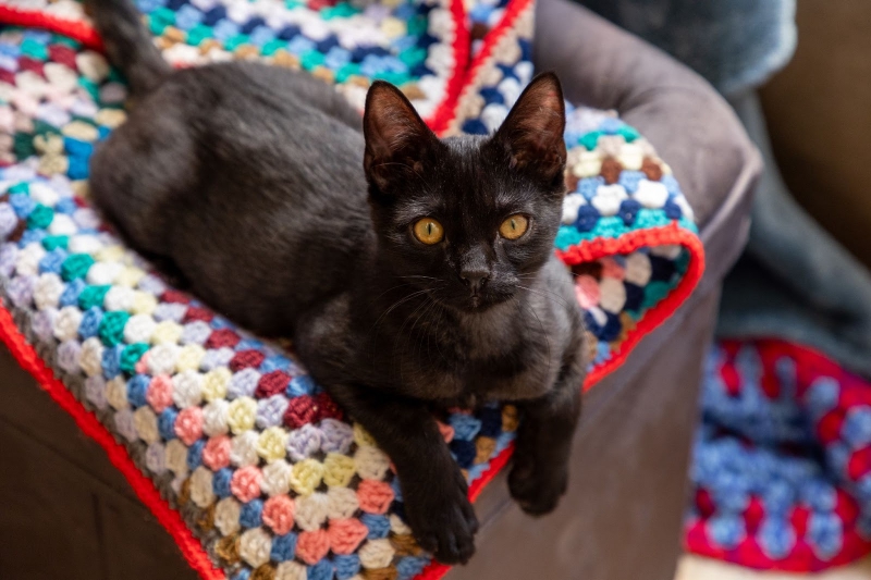 Crafting comfort for pets in need