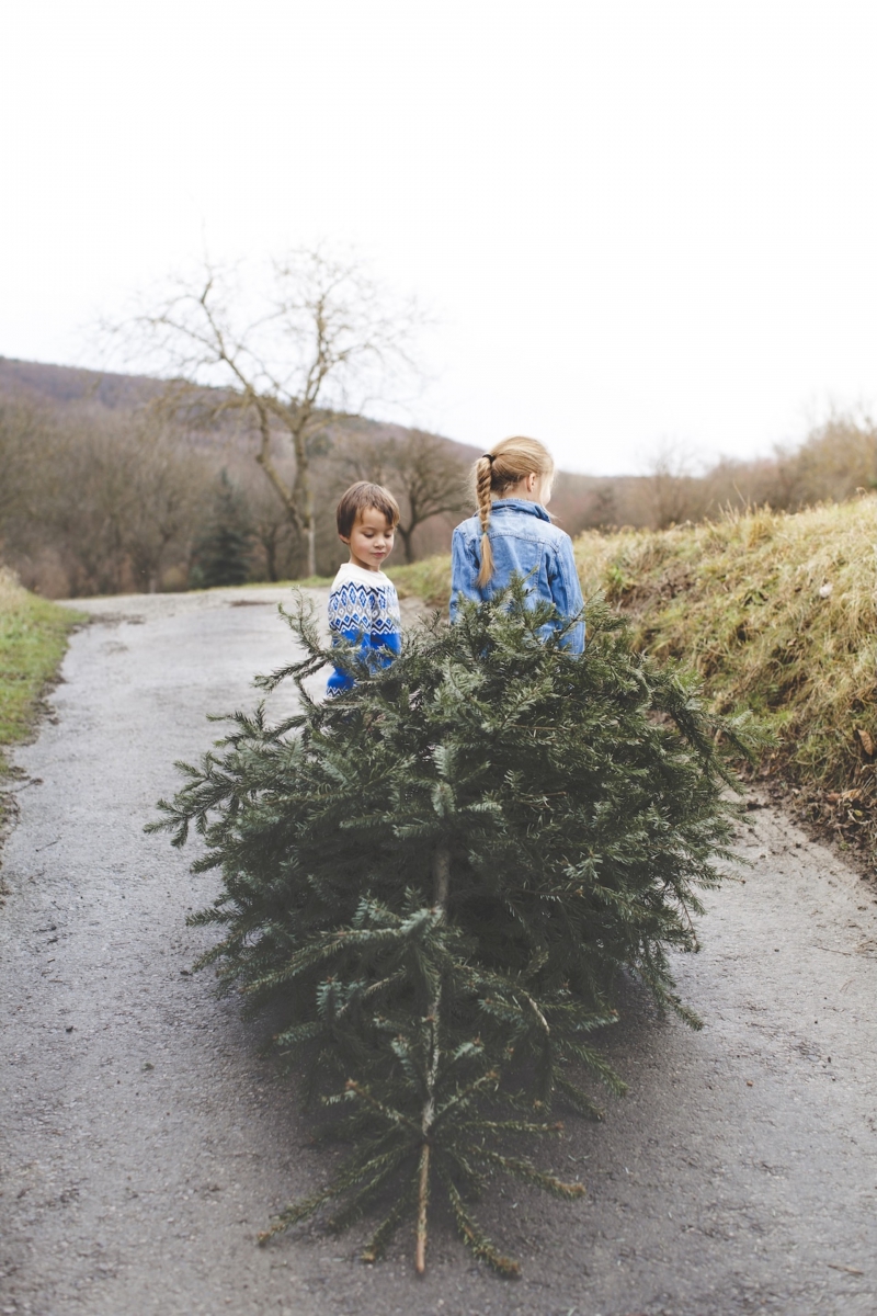 Budding gardeners will learn how to recycle their Christmas trees