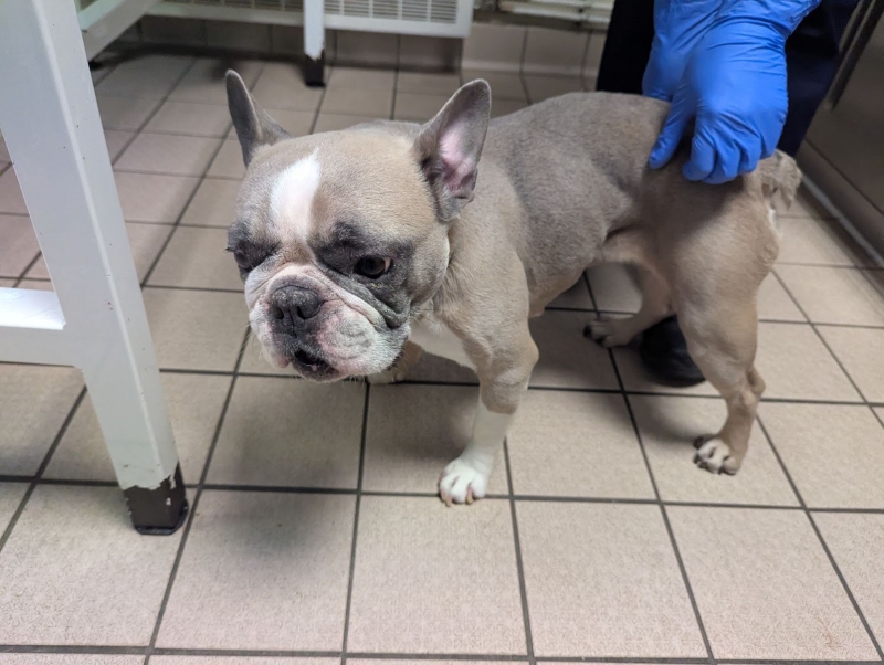 French bulldog left in agony as ingrowing nails pierced her paws