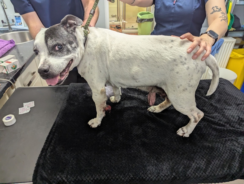 Merseyside woman sentenced for failing to provide vet treatment for her 2 dogs