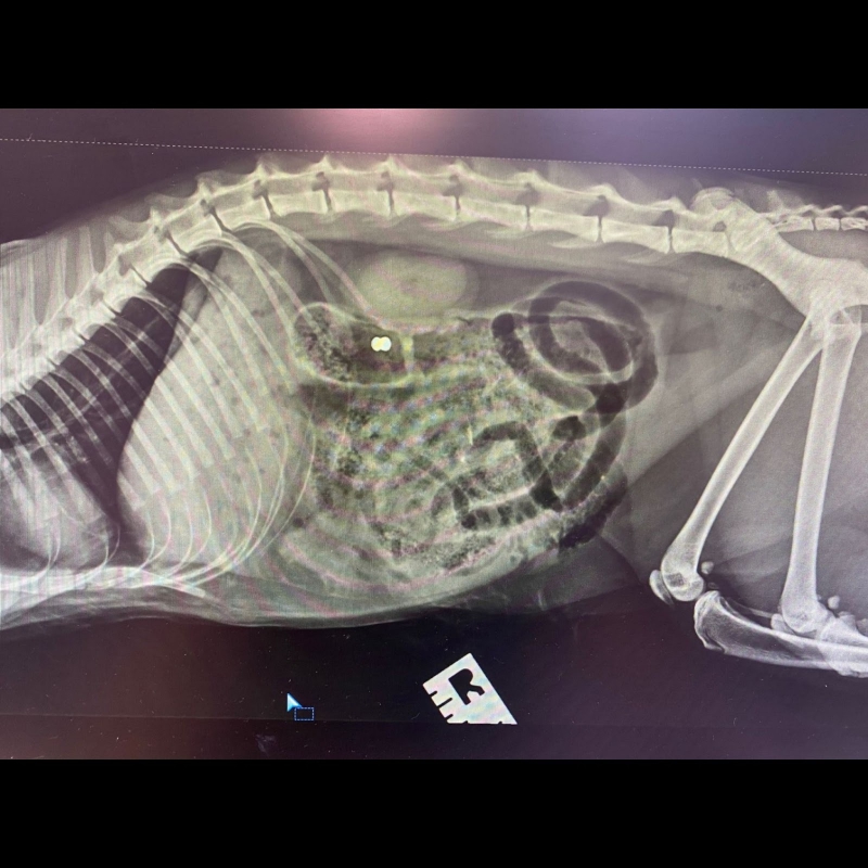 RSPCA appeals for help after 2 cats shot by an airgun on the Wirral