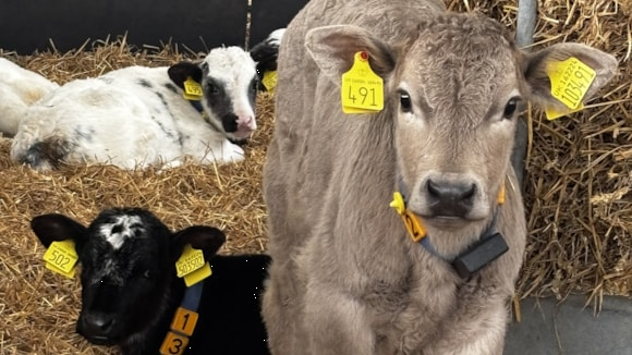 Visiting a North West farm this Easter? Wash your hands to avoid bringing illness home