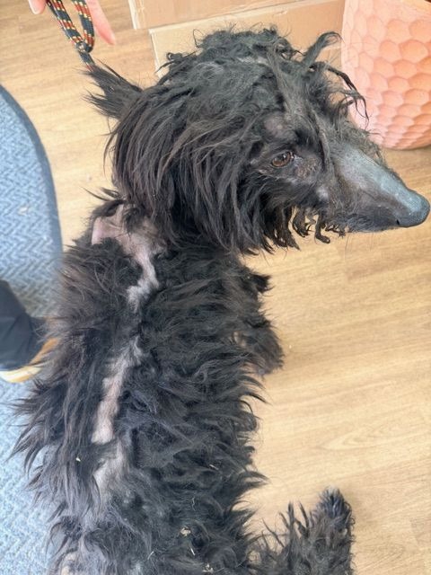 RSPCA issue appeal after stray dog found in poor condition with matted coat in Merseyside