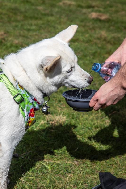 Don’t get caught out by spring sun:- RSPCA issues hot car warning as temperatures rise