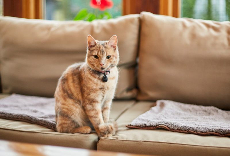 New renters’ rights law to ‘revolutionise’ pet ownership in England