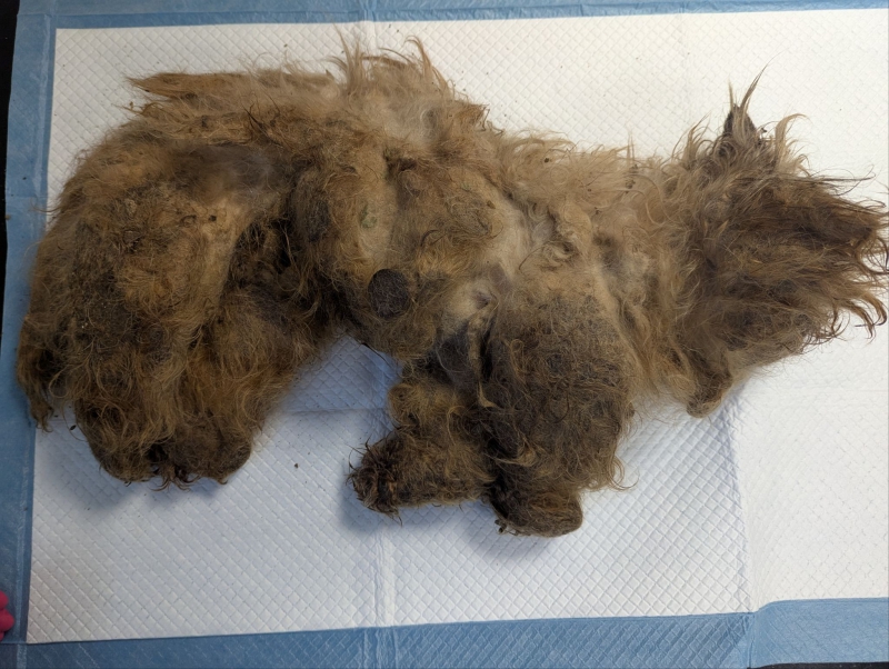Woman sentenced after dog found dead in cage with another dog