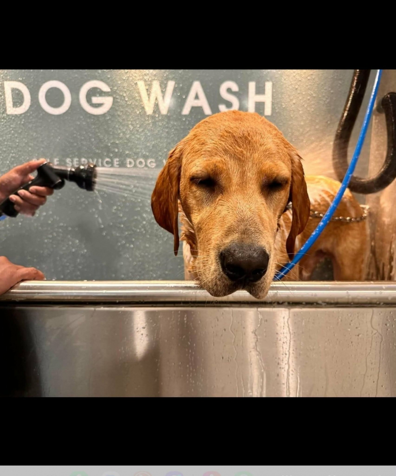 New Self Service Dog Wash Opens in Wirral