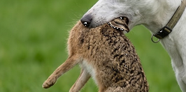 CLA comment on new hare coursing sentencing guidelines