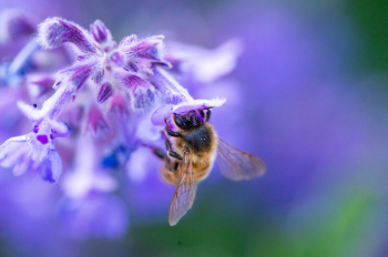 Our bee population is in decline - here’s 1 easy thing you can to do help