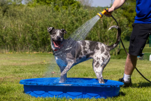 RSPCA’s top pet advice as temperatures set to soar over bank holiday weekend
