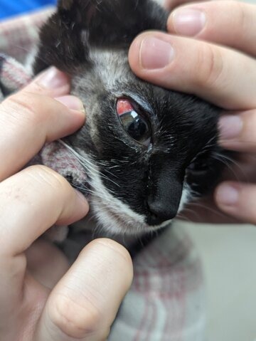 RSPCA new figures show 113 reports of summer cruelty in Merseyside