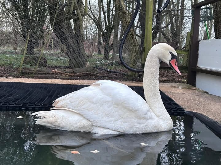 RSPCA reveal shocking 5-year high in cruelty reports involving wild birds
