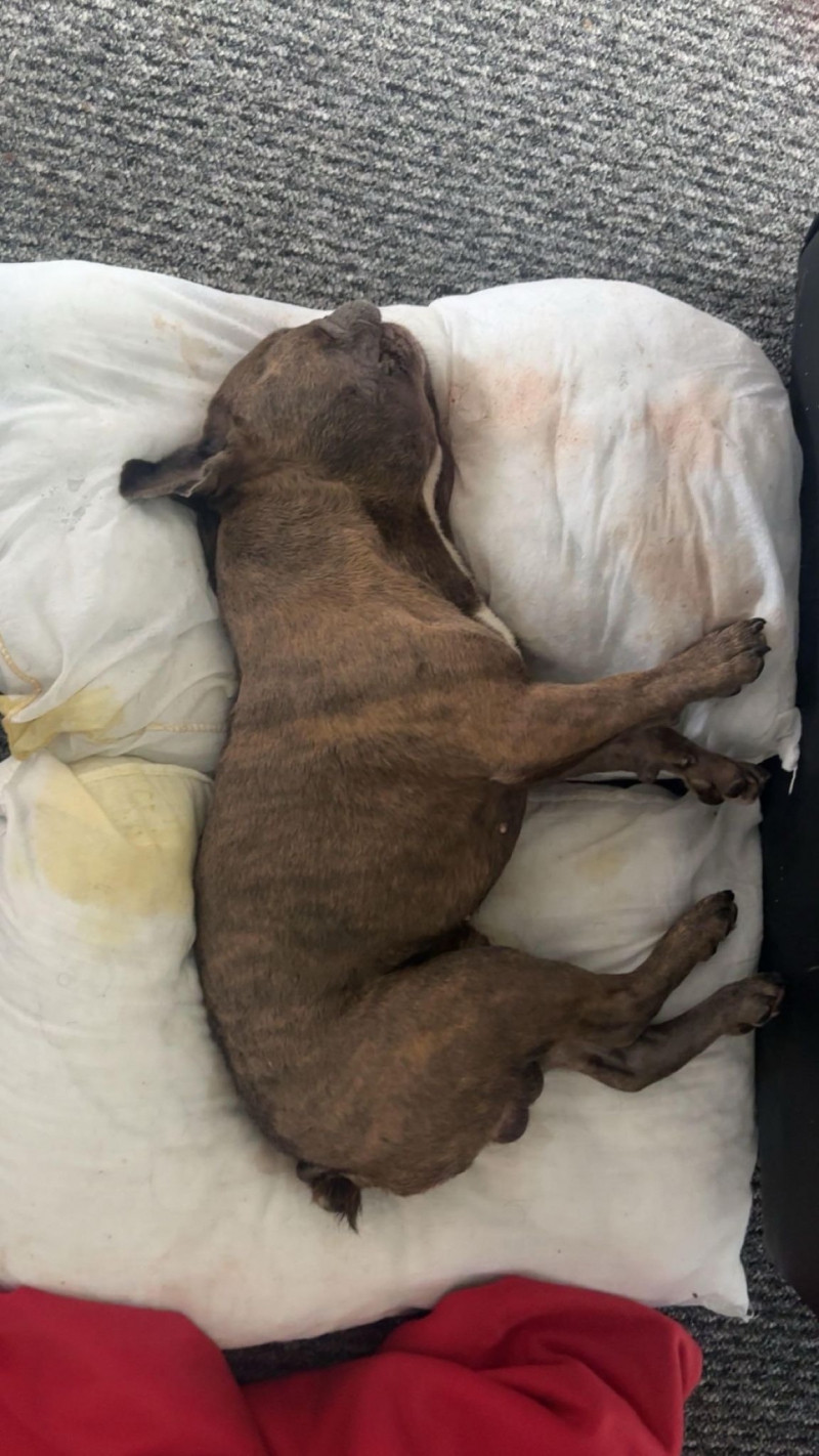 Man beat bulldog to death in anger after canine soiled his flat