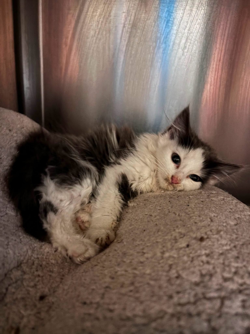 RSPCA appeal after ‘terrified’ 6-week-old kitten is found abandoned in shoe box