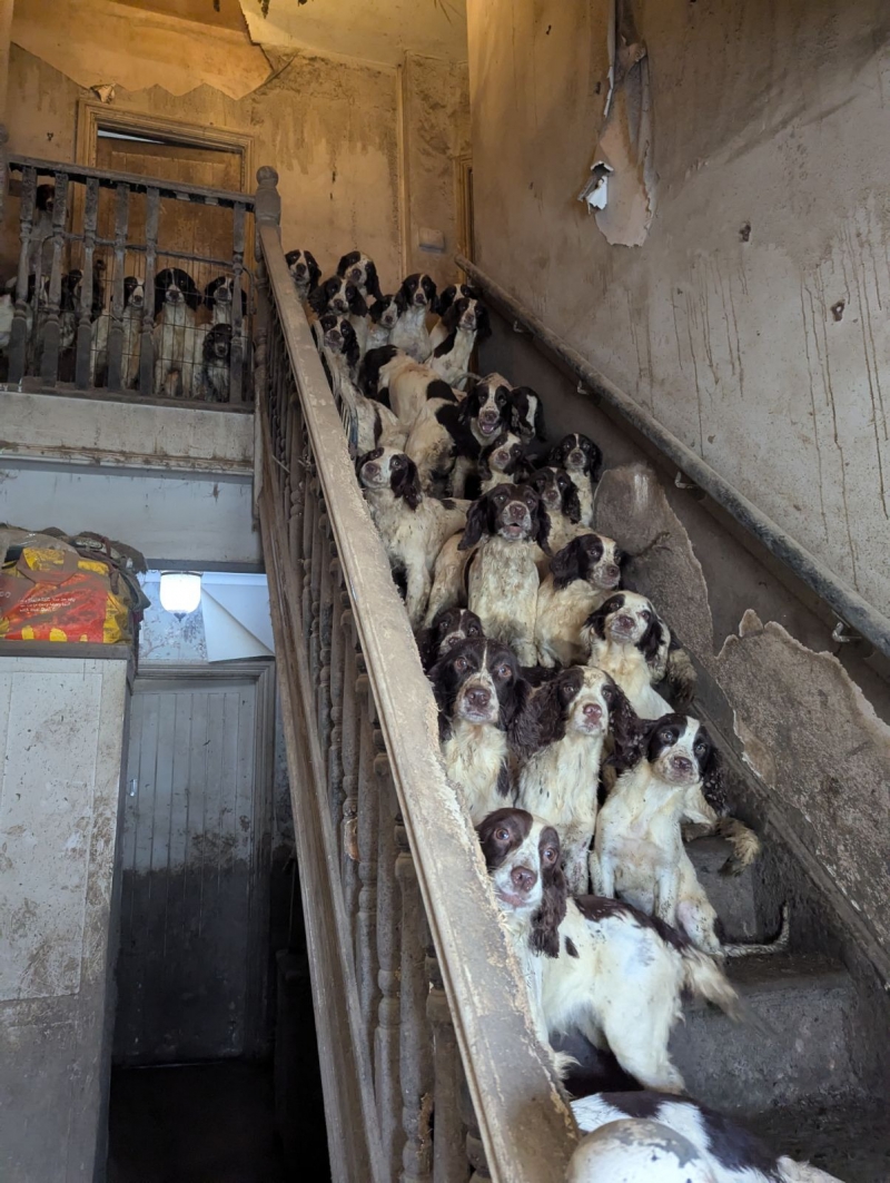 Man found guilty after more than 80 dogs rescued from ‘appalling’ conditions at Doncaster home