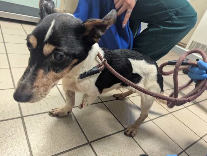 Life ban for owner who left terrier with serious leg injury after ‘dog fight’