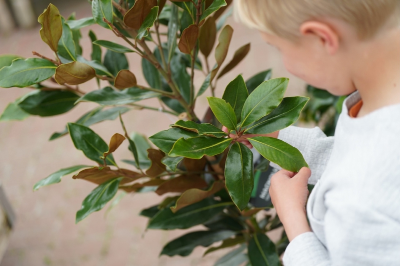 Dobbies’ Southport Little Seedlings Club to explore the journey of leaves at free workshop this November