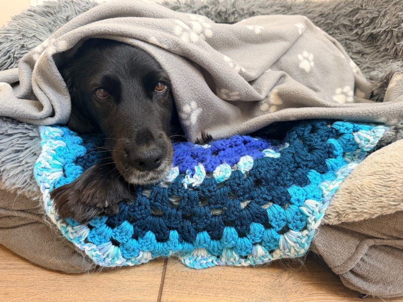 Here's how to help animals during:- 'most frightening' fireworks season
