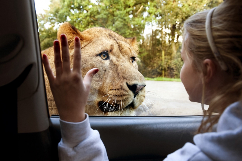 Half Price During Half Term At Knowsley Safari!
