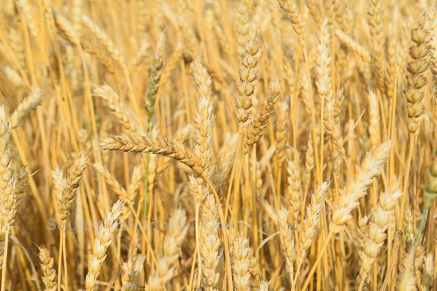 CLA responds to Sir Keir Starmer’s speech on farming