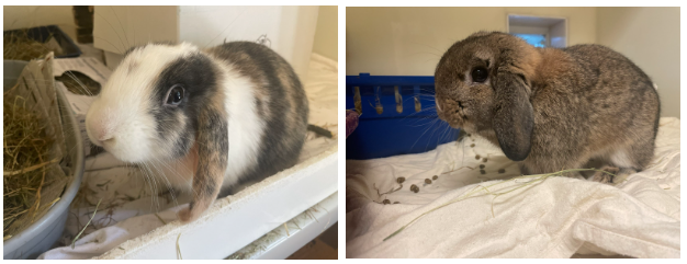 Winter crisis:- Animal abandonments have soared in Merseyside