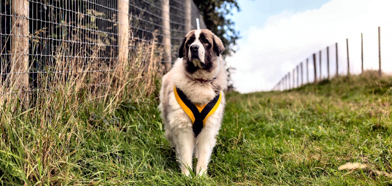 Dogs Trust Merseyside issues advice ahead of Dog Theft Awareness Day