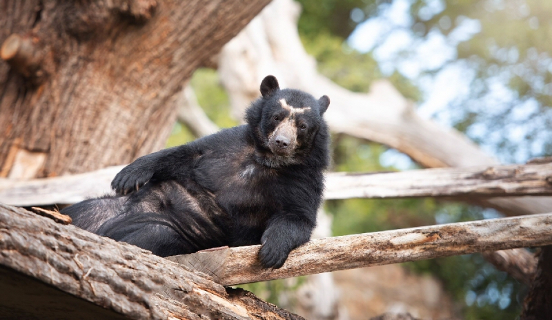 Eggs traordinary Bears Arrive at Knowsley Safari this Easter 