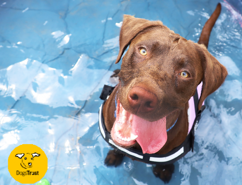 Even early summer temperatures can cause heat stroke, Dogs Trust Merseyside warns owners