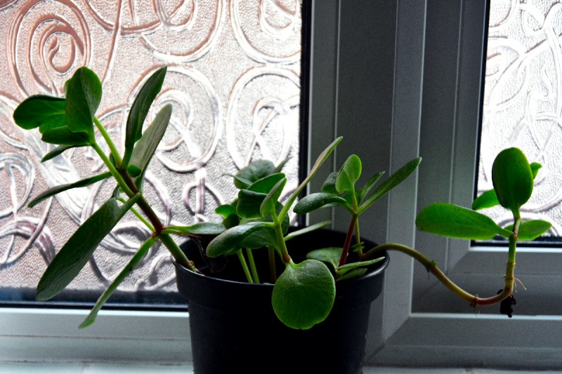 Free Houseplant Workshop In Liverpool Designed To Boost Mental Health And Well Being