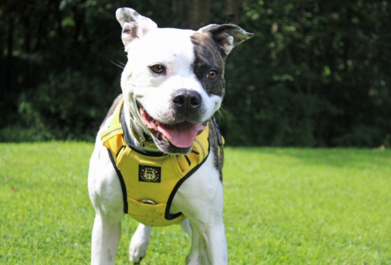 Dogs Trust Merseyside urges dog owners to update microchip details on Check the Chip Day 