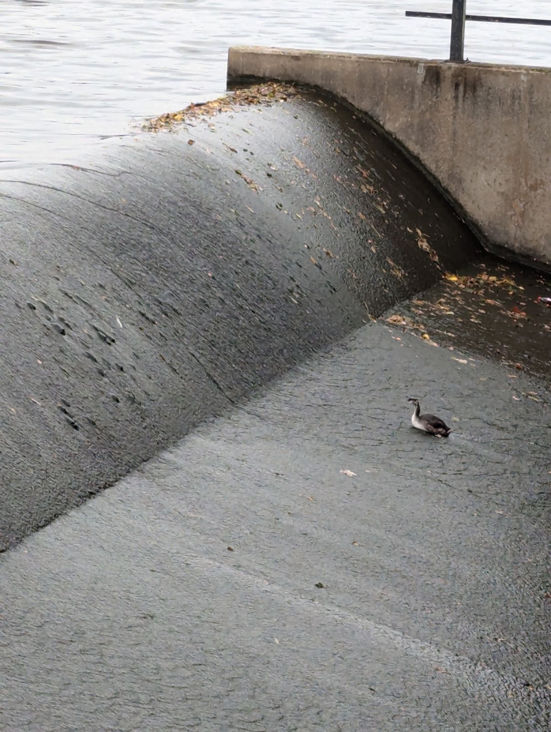 Grebe rescued by the RSPCA after getting trapped on weir in Merseyside