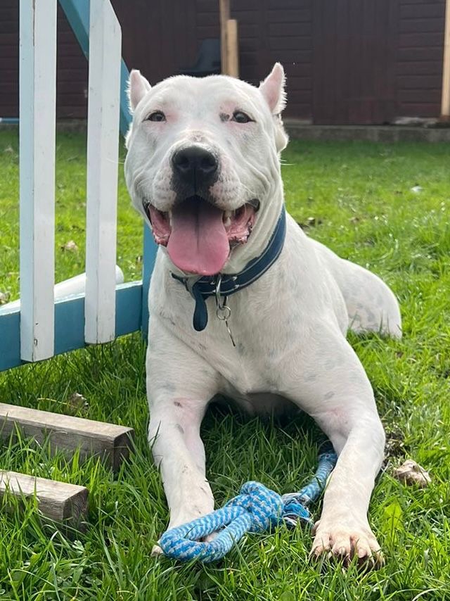 Deaf dog learning sign language to find new home