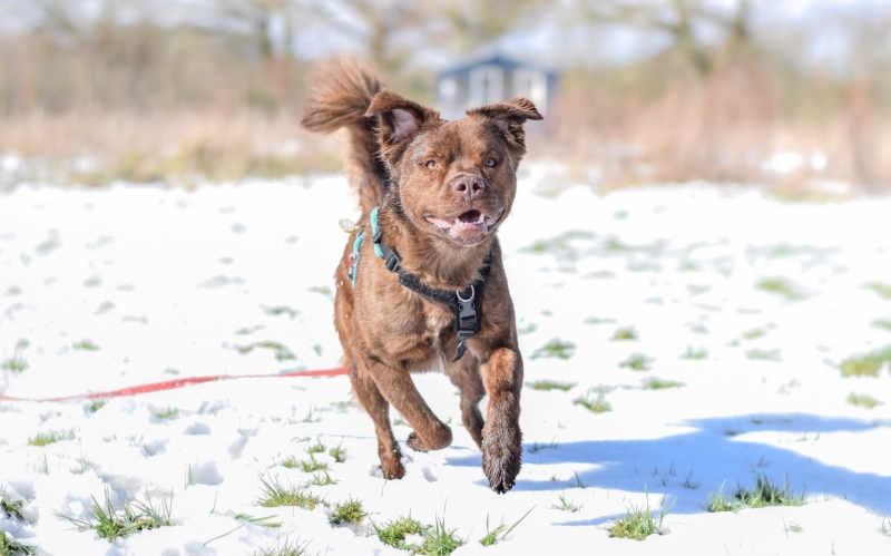 Dogs Trust Merseyside Issues Winter Alert:- 'Beware the Hidden Danger of Antifreeze Poisoning for Dogs'