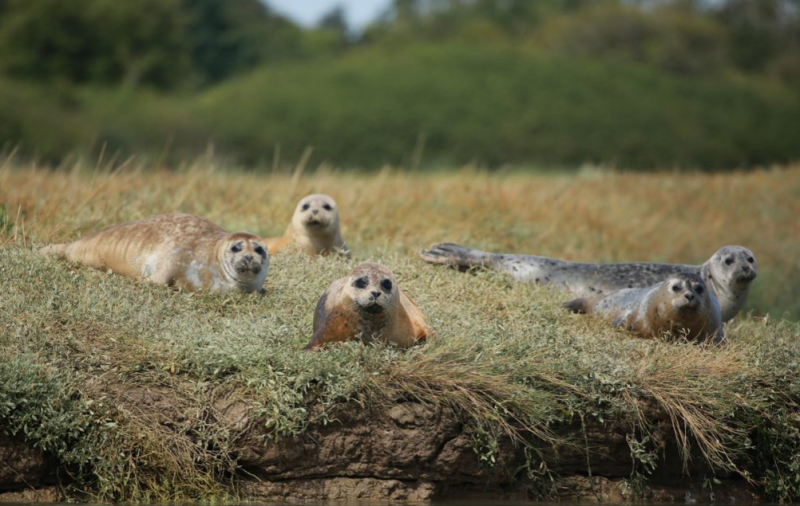 Britain’s seals need YOU! 